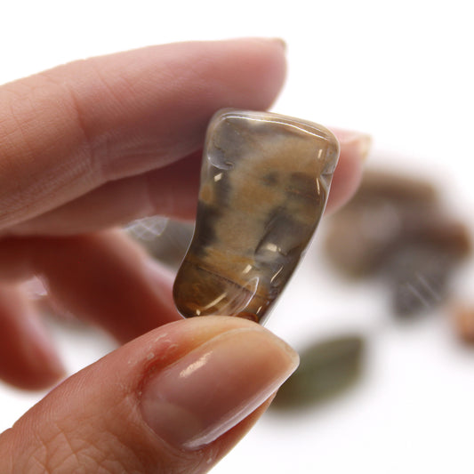 Polished Petrified Wood tumbled stones (10–25 mm), symbolising patience, ancestral wisdom, and grounding energy. Sold in a 24-piece bag.